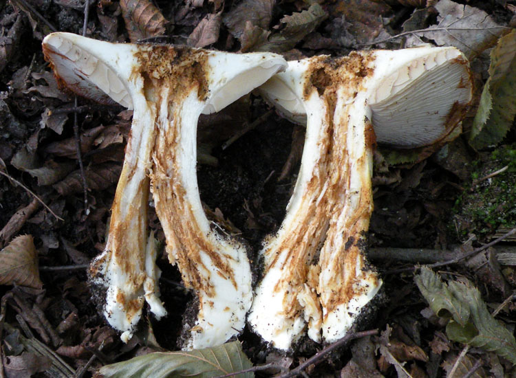 Cortinarius dalle colline reggiane